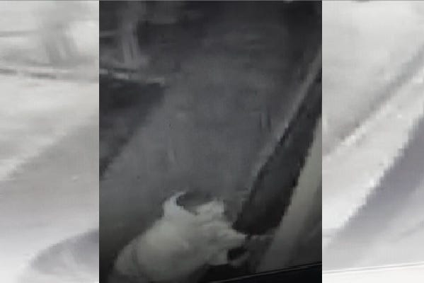 The ATF released this grainy photo of a person entering a pawn and gun store in Blue Springs
