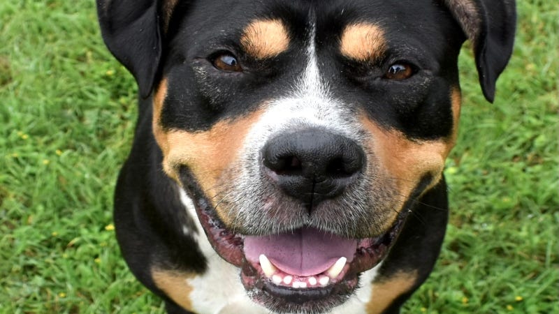 Gunther @ Austin Humane Society 7/3/24