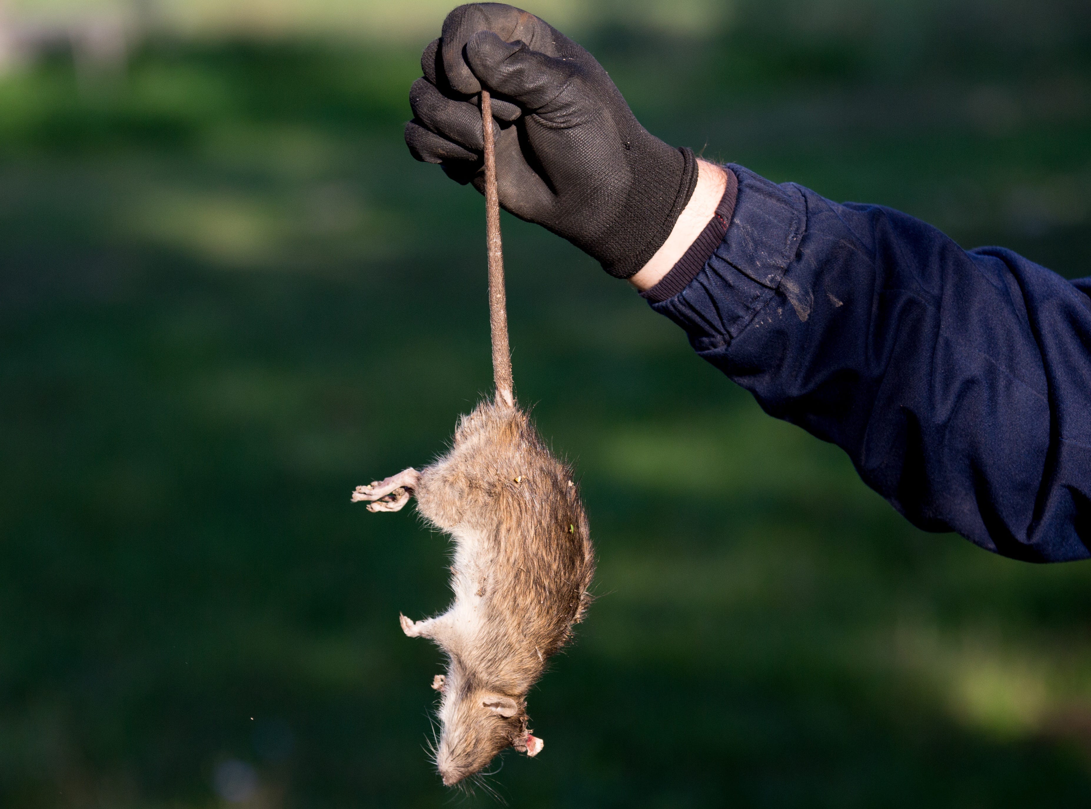 Rats With Connected Tails