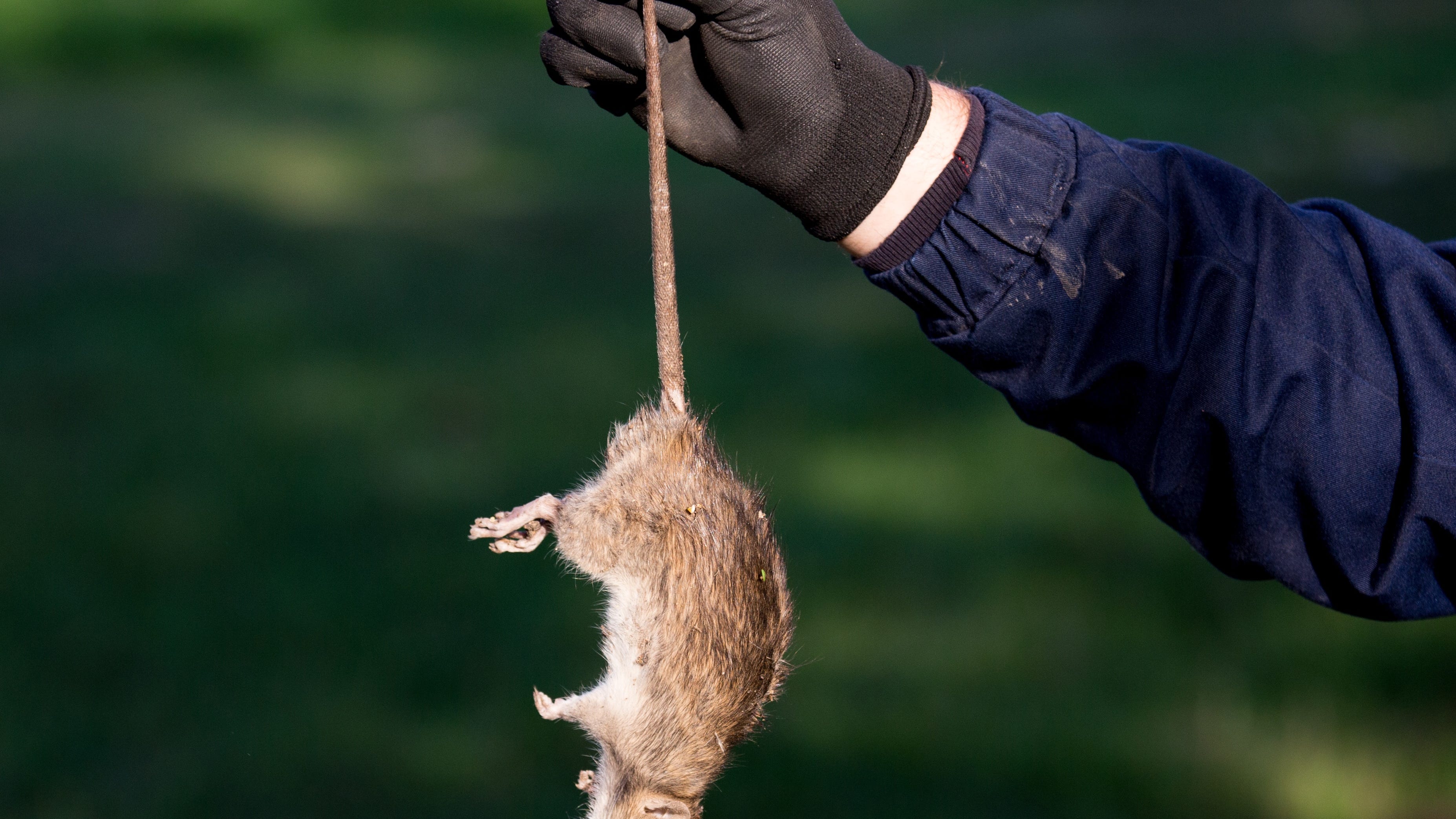 PODCAST: A fear of hairless tails? Blame it on our ancestors