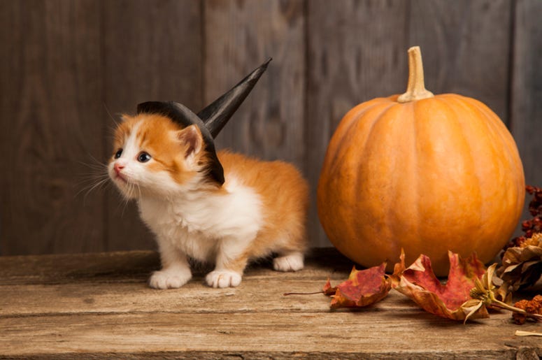 Halloween_Cat