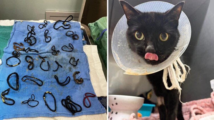 A 6-year-old cat in Sebastian, Florida, narrowly escaped euthanasia last week after swallowing 26 hair ties that created a life-threatening intestinal blockage