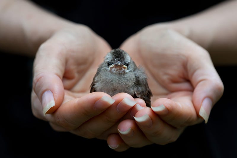 hands holding baby bird