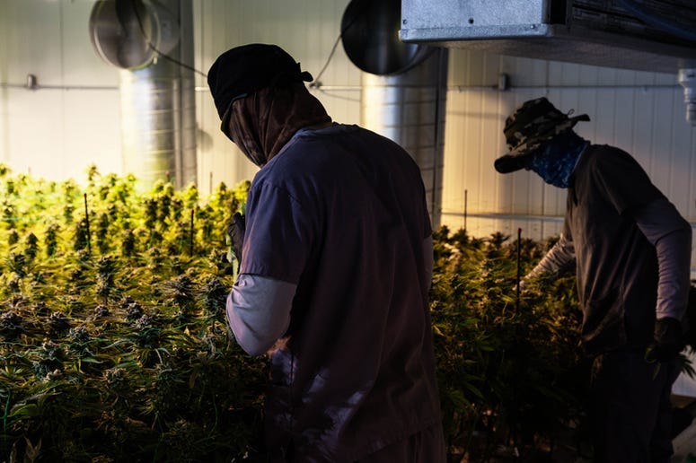 Grow room at Harmony Dispensary