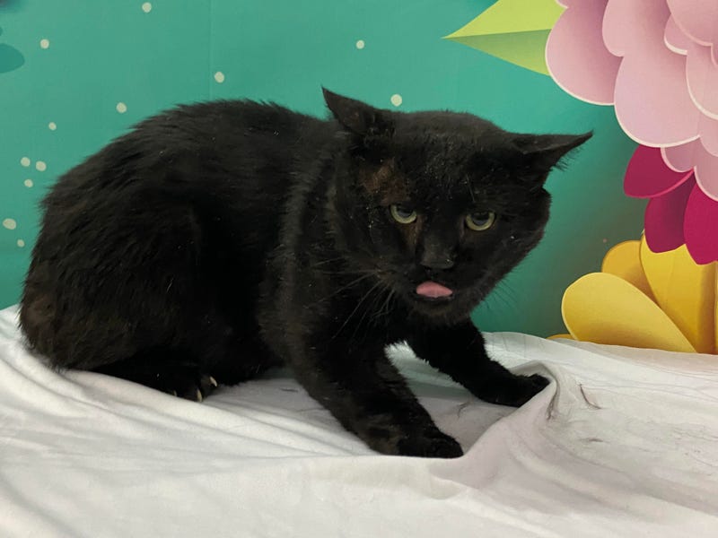 Harold - ARE Animal Rescue