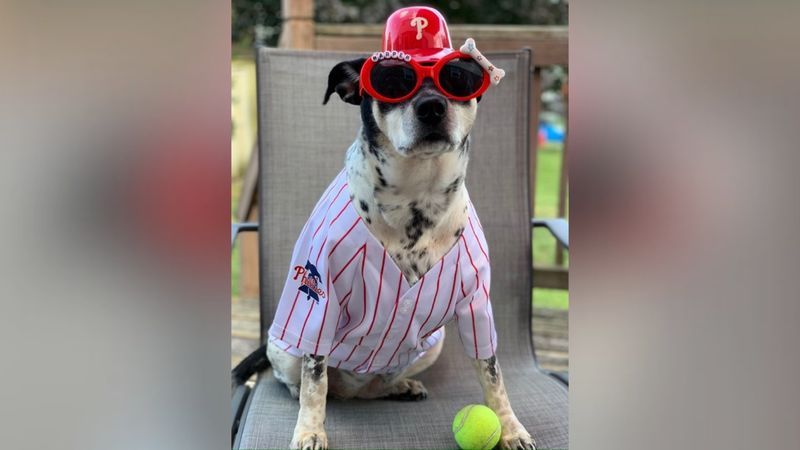 Harper the dog