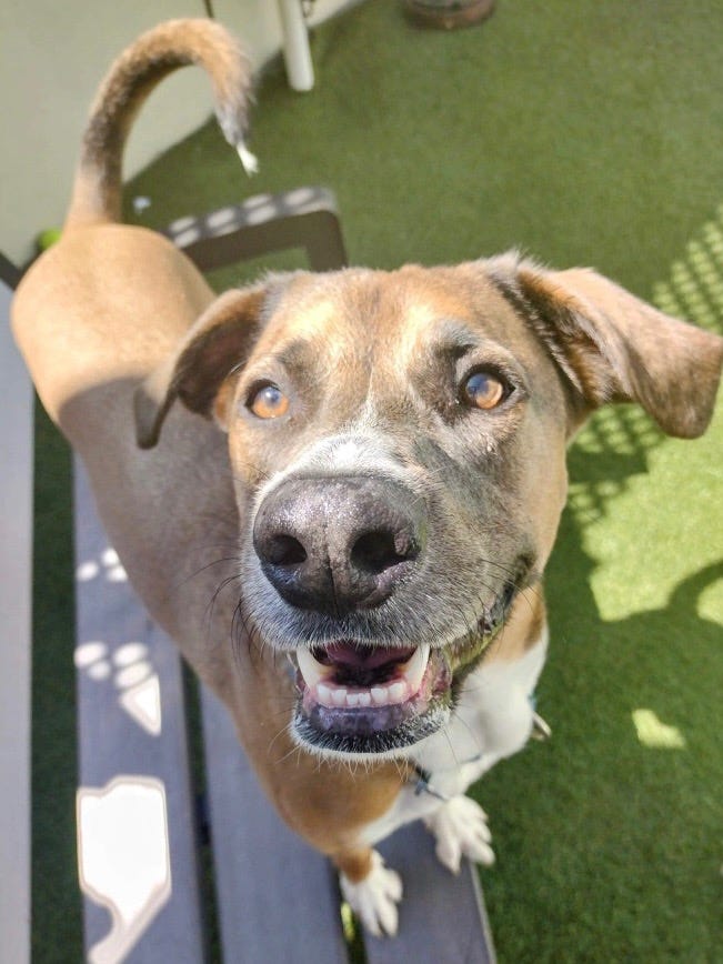 abandon pet rescue