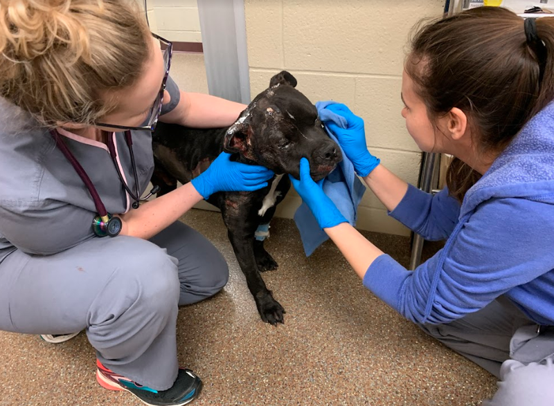 Harvey, found March 8th, in the care of Charleston Animal Society.  Reward being offered that leads to arrest and conviction of the person who did this to Harvey.