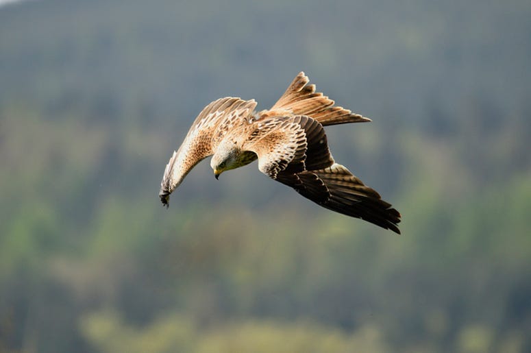 Diving bird-hawk