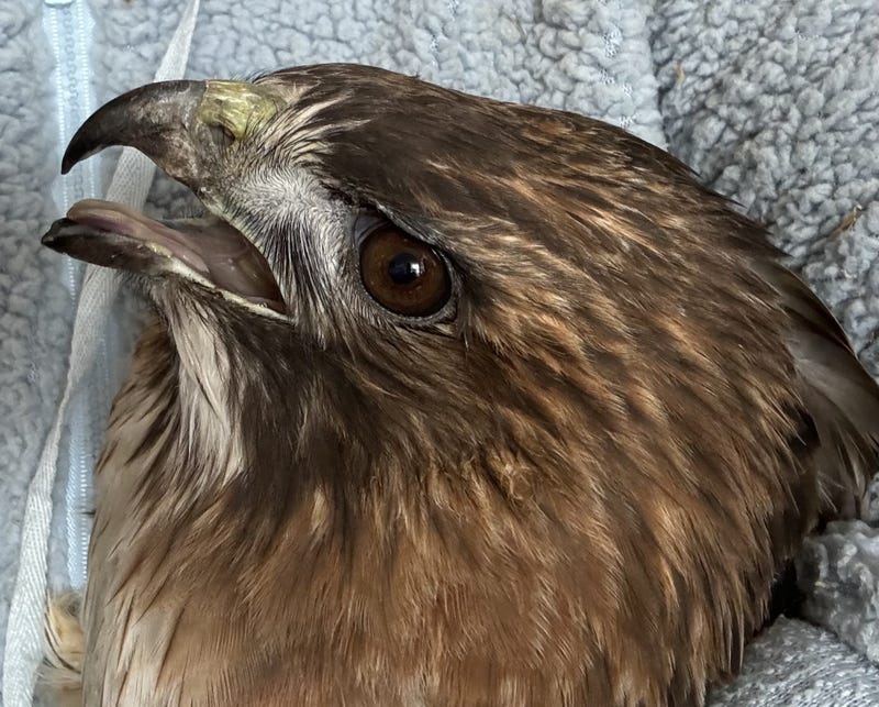 hawks head