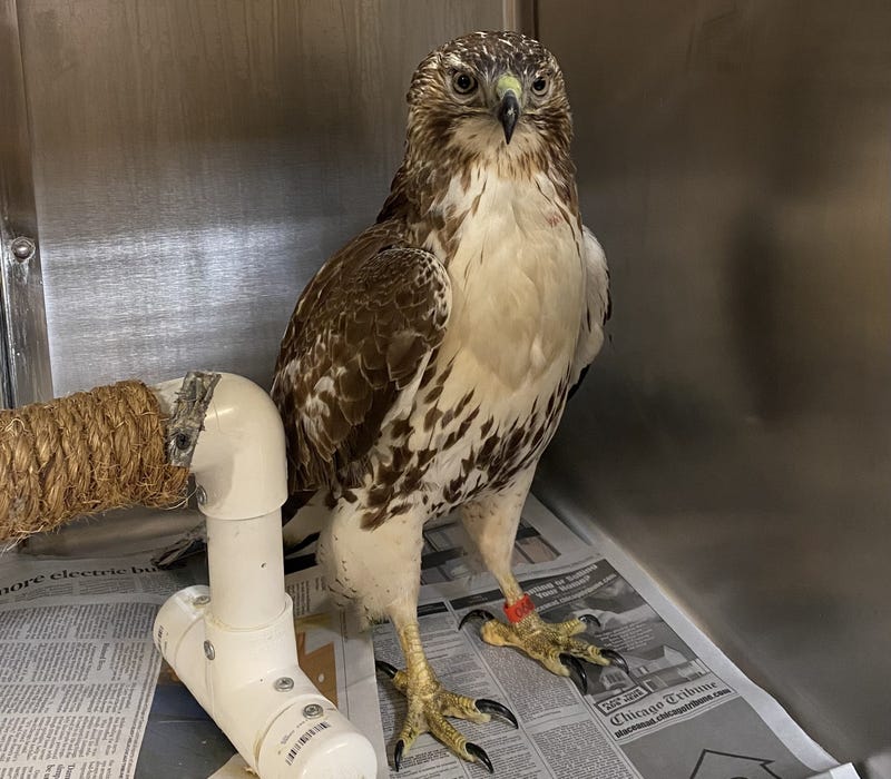 hawk in cage