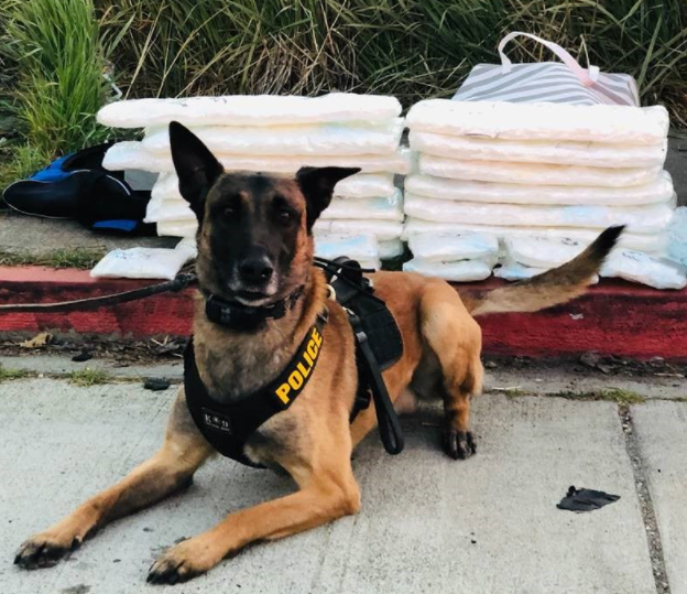 K-9 Hektor