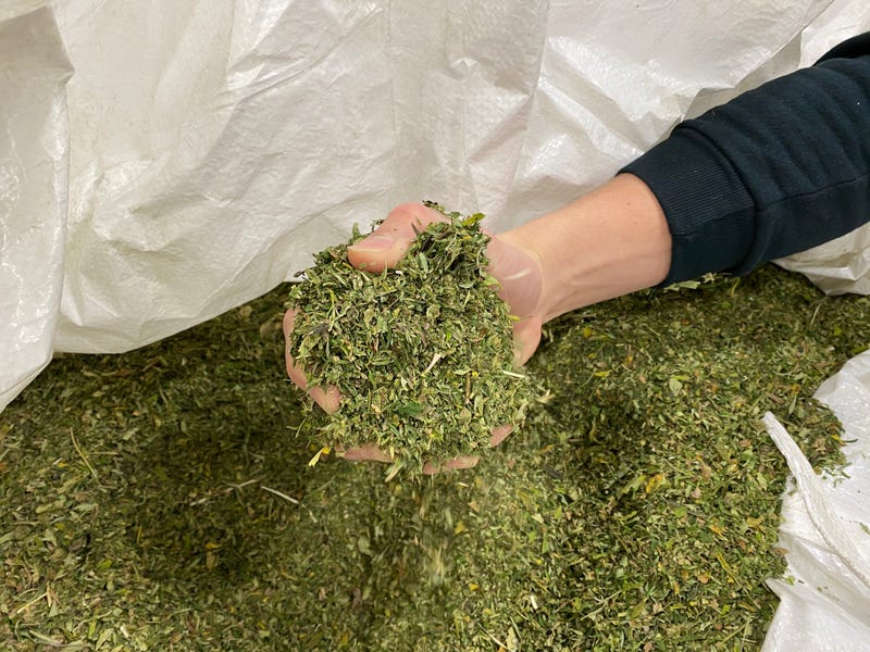 Hemp biomass