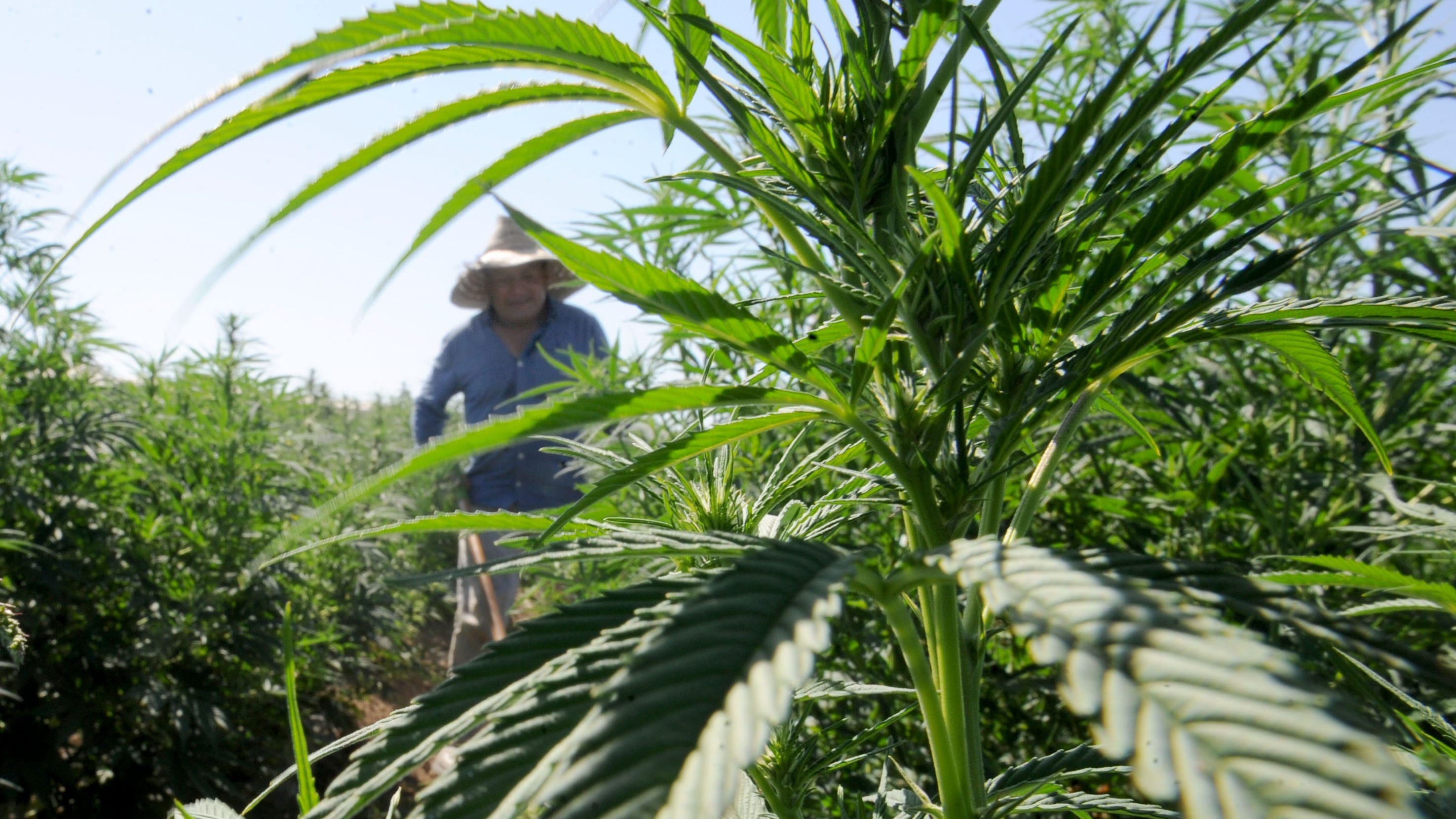 Illinois Won't Tolerate Hemp High