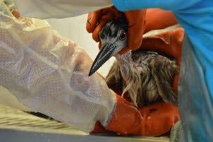 A heron being given care and treatment after being rescued.