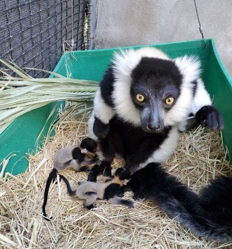 Newborn lemur pups at the Happy Hollow Park & Zoo in San Jose, CA