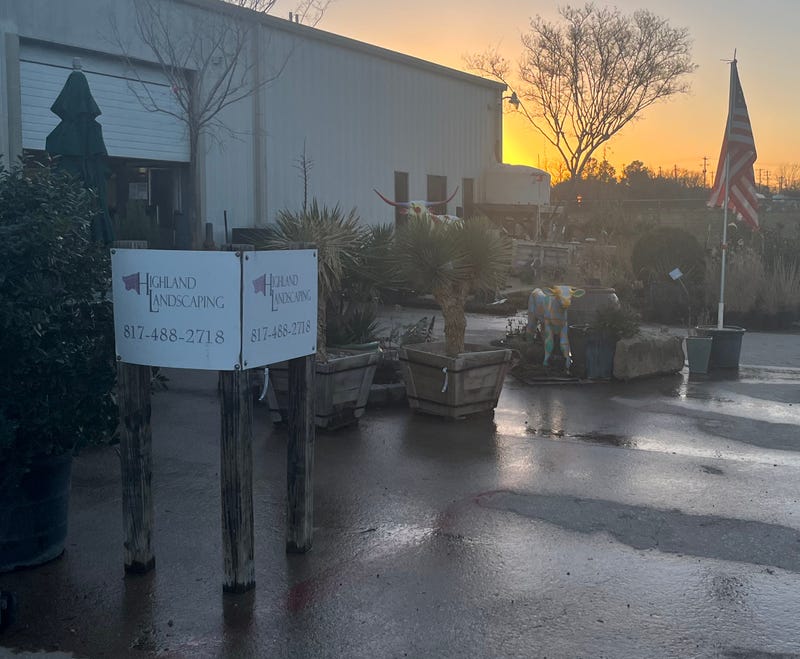 Shrubs at store