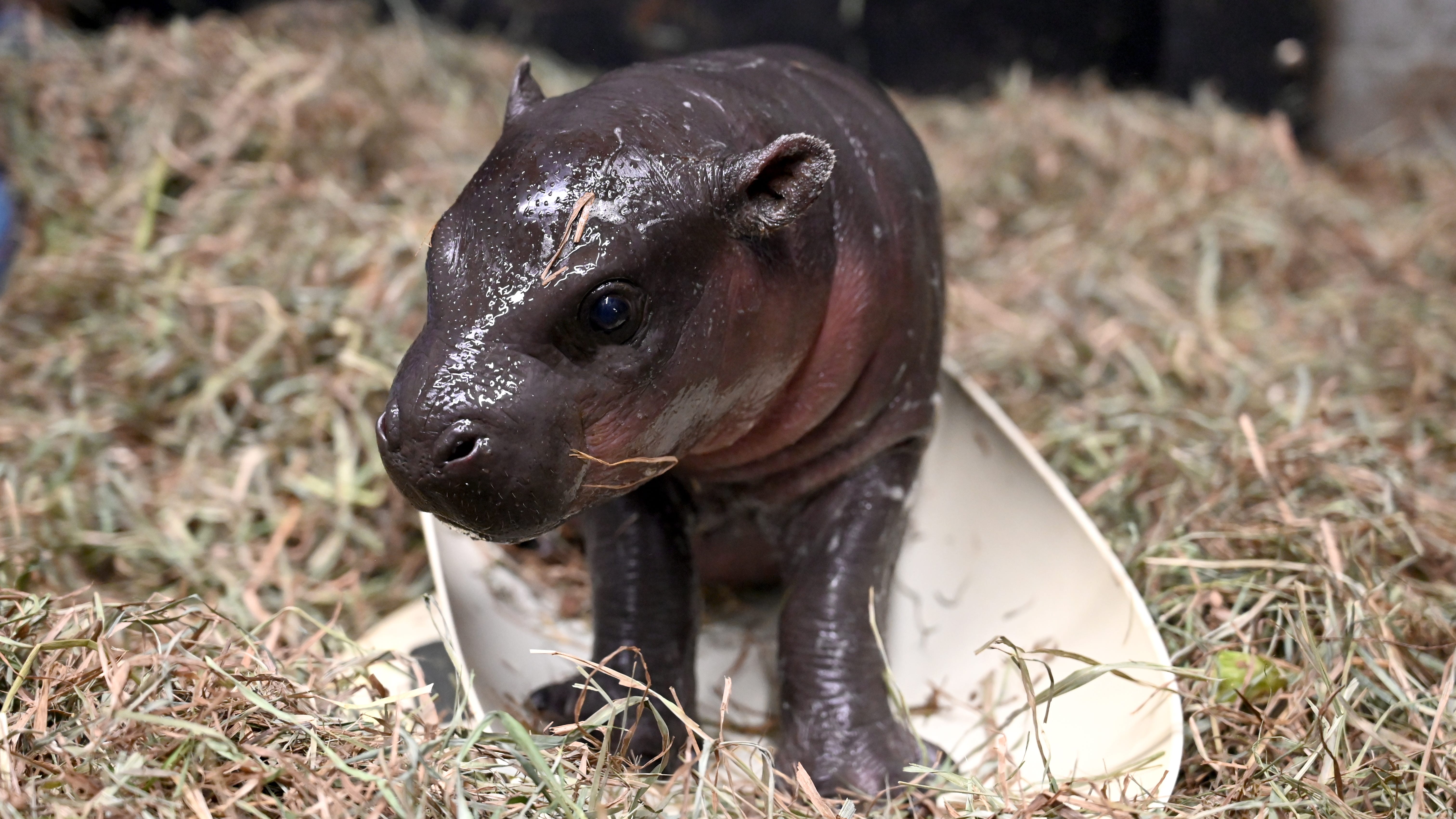 WATCH: A rare pygmy hippo was just born at this US zoo