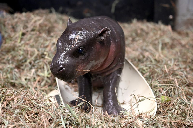 The baby pygmy hippo born at Metro Richmond Zoo in December 2022. 