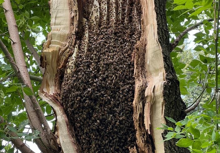 Bee hive in tree