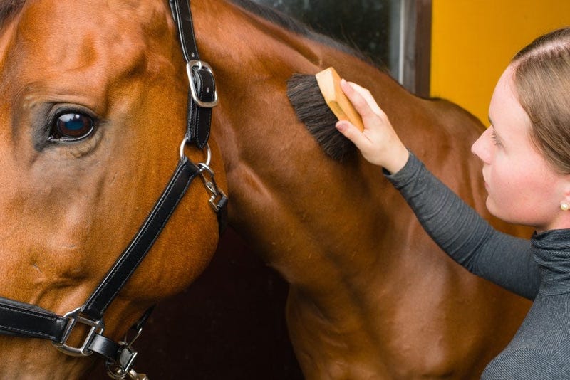 lady brushing horse in barn