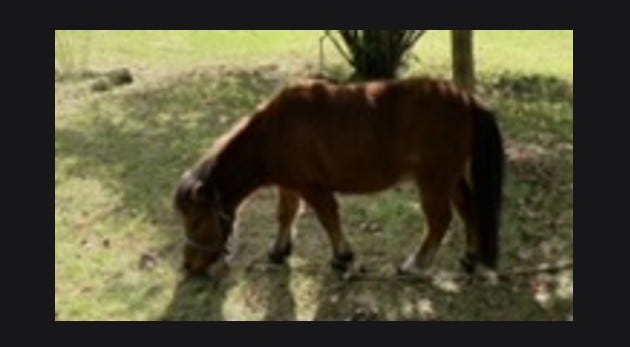 Authorities in Van Buren County have asked for the public's help after a miniature horse was found shot in the neck and killed on Thursday.