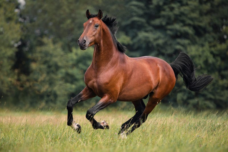 Man Stole Horse, Hid It In Bedroom