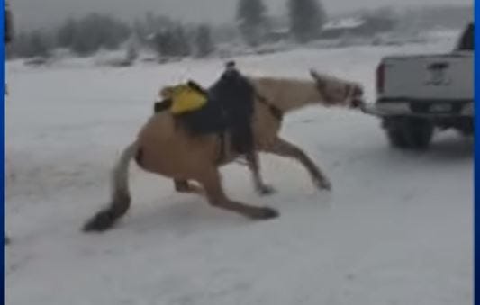 Horse dragged CBS News