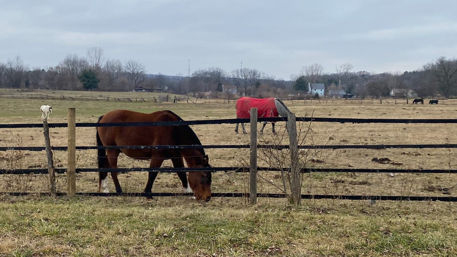 Supporters fight to keep Commerce Township equestrian facility open after contract prematurely terminated