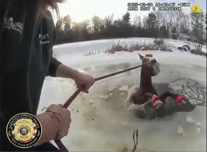 Horse Rescue