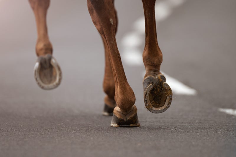 horse