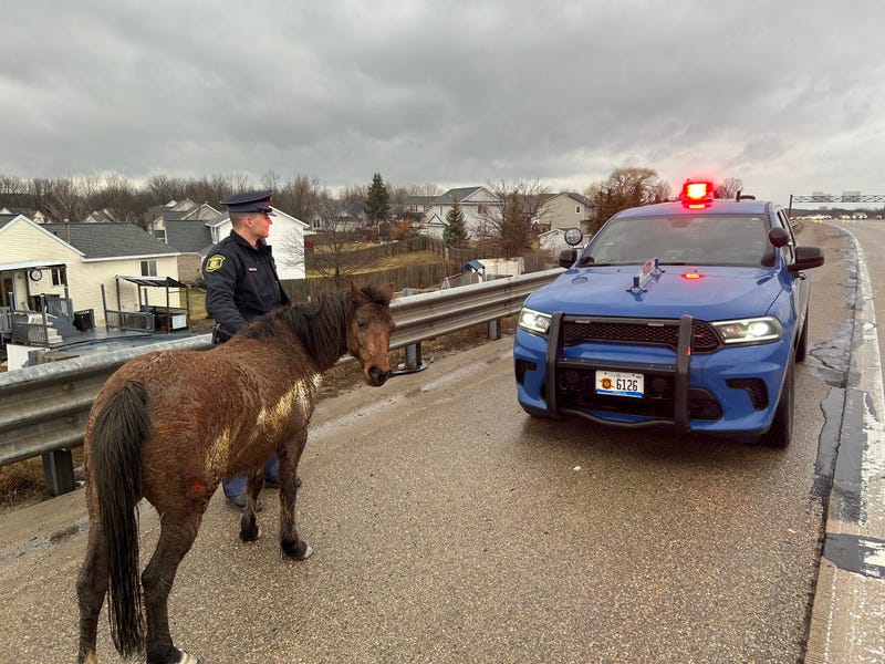 horses loose on the highway