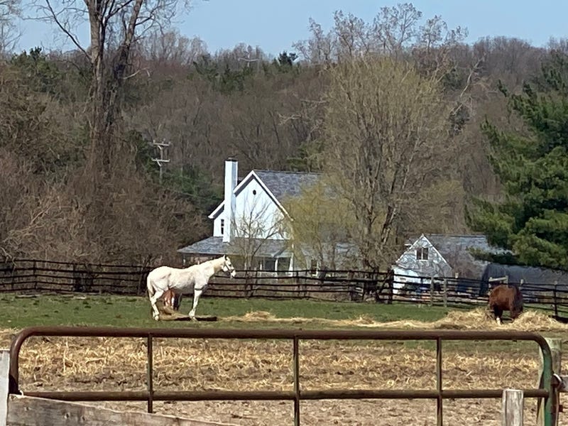 The race is on to find almost three dozen horses a home after Commerce Township officials terminated its contract with equestrian operations at Windmill Farms last September.