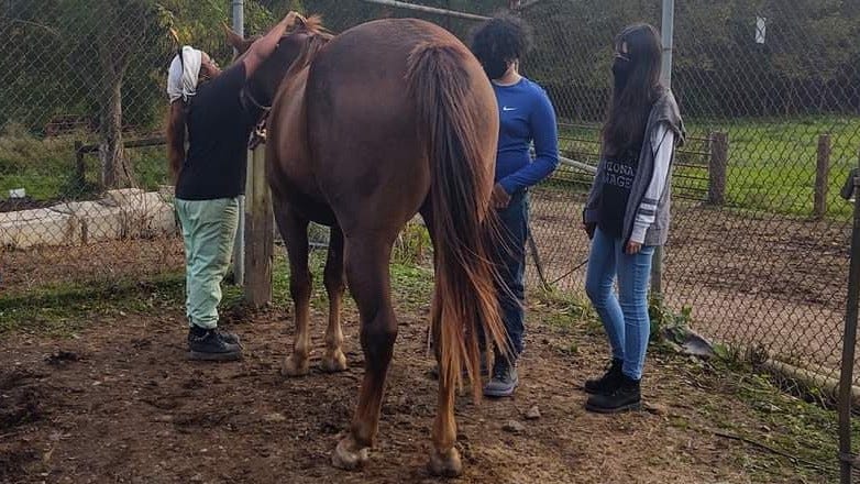 District installing no-climb fencing after horses’ manes cut at high school farm