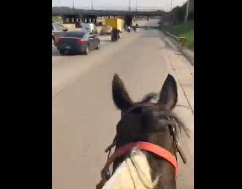 Horse on Dan Ryan
