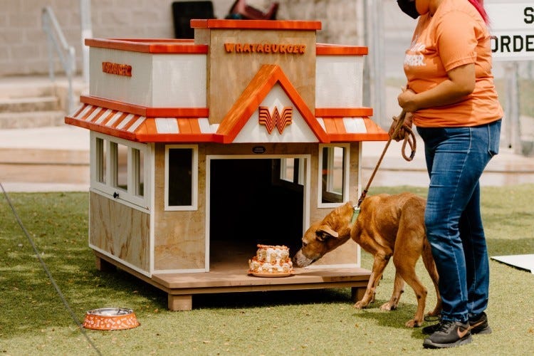 Dog sniffs bacon cake in Whataburger doghouse