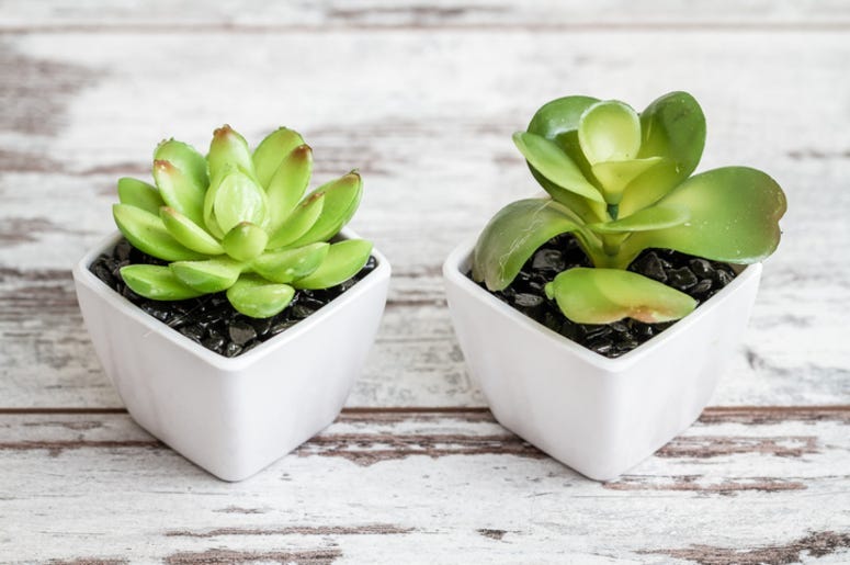 House_Plant