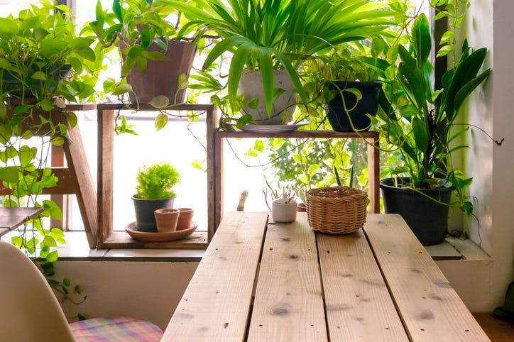 multiple potted plants in greenhoue