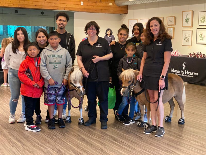 A group of people stand around miniature therapy horses