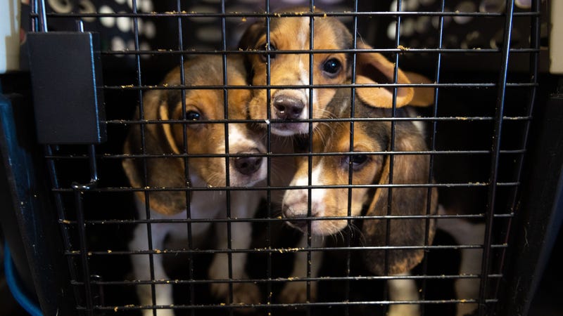 HSUS Animal Rescue Team members and volunteers carry beagles into the organization’s care and rehabilitation center in Maryland on Thursday, July 21, 2022, after the organization removed a group of 201 beagles as part of a transfer plan from Envigo RMS LLC facility in Cumberland, VA. The Department of Justice asked the Humane Society of the United States to assume the responsibility of coordinating placement for approximately 4,000 beagles from Envigo, which bred dogs to be sold to laboratories for animal experimentation.