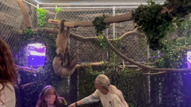 From Nov. 4 at an undercover investigation at Sloth Encounters on Long Island.