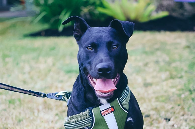 Hudson the dog