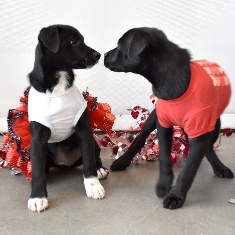 Helen Woodward Animal Shelter