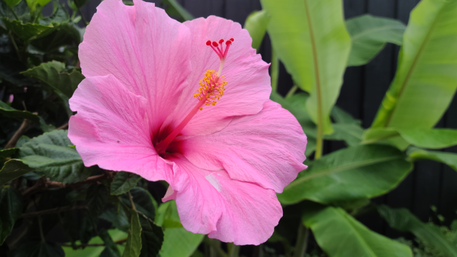 No rain, temperatures in 90s with heat index values approaching 100 degrees