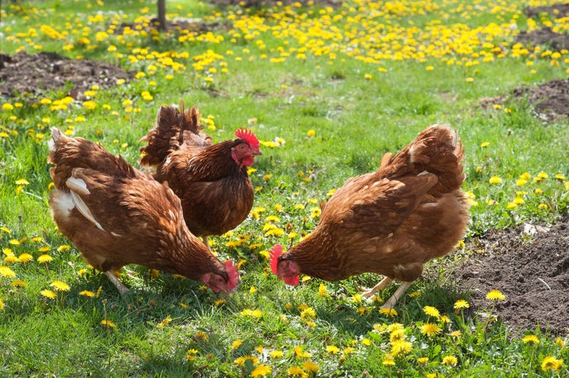 Chickens 