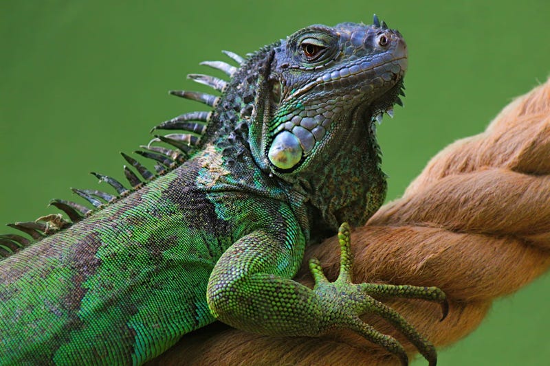 iguana on tree