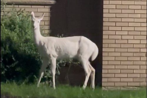 A rare albino deer was spotted munching on shrubbery near a parking lot in Farmington Hills on Monday evening, causing quite a stir on social media.