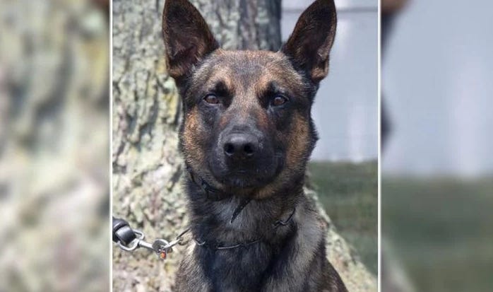 Pennsylvania residents on edge for nearly two weeks after a dangerous convicted murderer escaped from prison can now breathe a sigh of relief after a pointy-eared officer based in Detroit assisted in his capture.