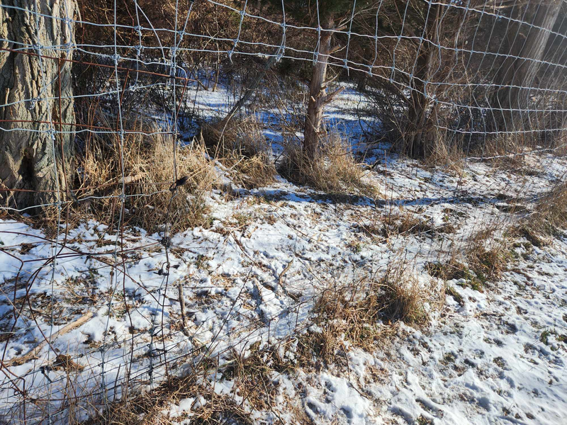 On Saturday, Jan.22, 2024, a fence on the property of Carlos Lauro, 76, who pleaded guilty to fatally shooting a German Shepherd, was reportedly tampered with in what is suspected to be an attempt to steal animals.