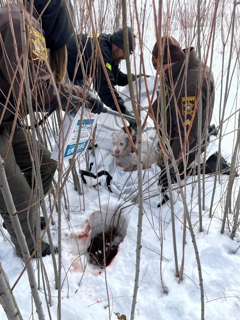 Deputies with the dog after he was thrown from a speeding vehicle. 